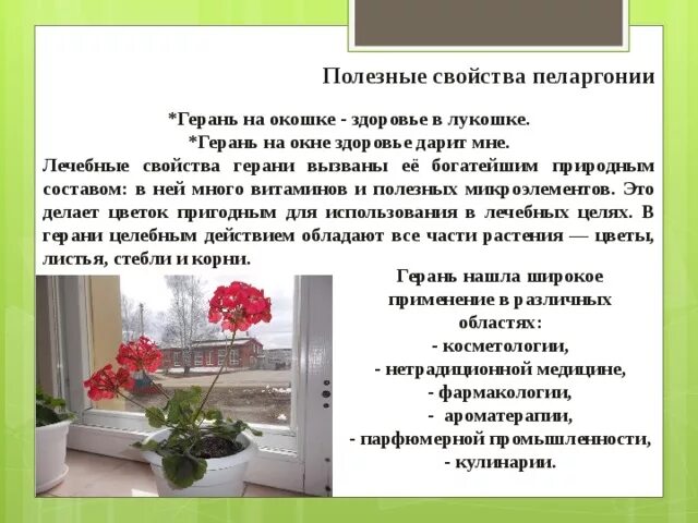 Герань на дзене канал. Стихи про герань на окне. Стихотворение про герань. Легенда про герань для детей. Герань лечебные свойства.