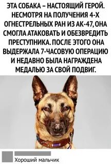 По мнению многих собака настоящий друг человека