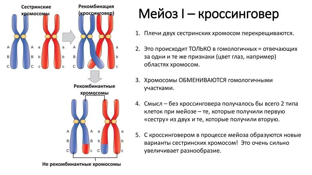 Кроссинговер хромосом в мейозе и митозе