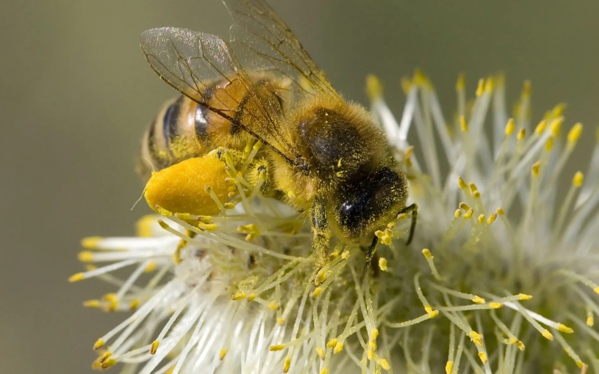 Пыльца с растений собрать. Пчелиная пыльца (bee pollen). пчела с пыльцой. цветочная пыльца на пчеле. медоносная пчела.