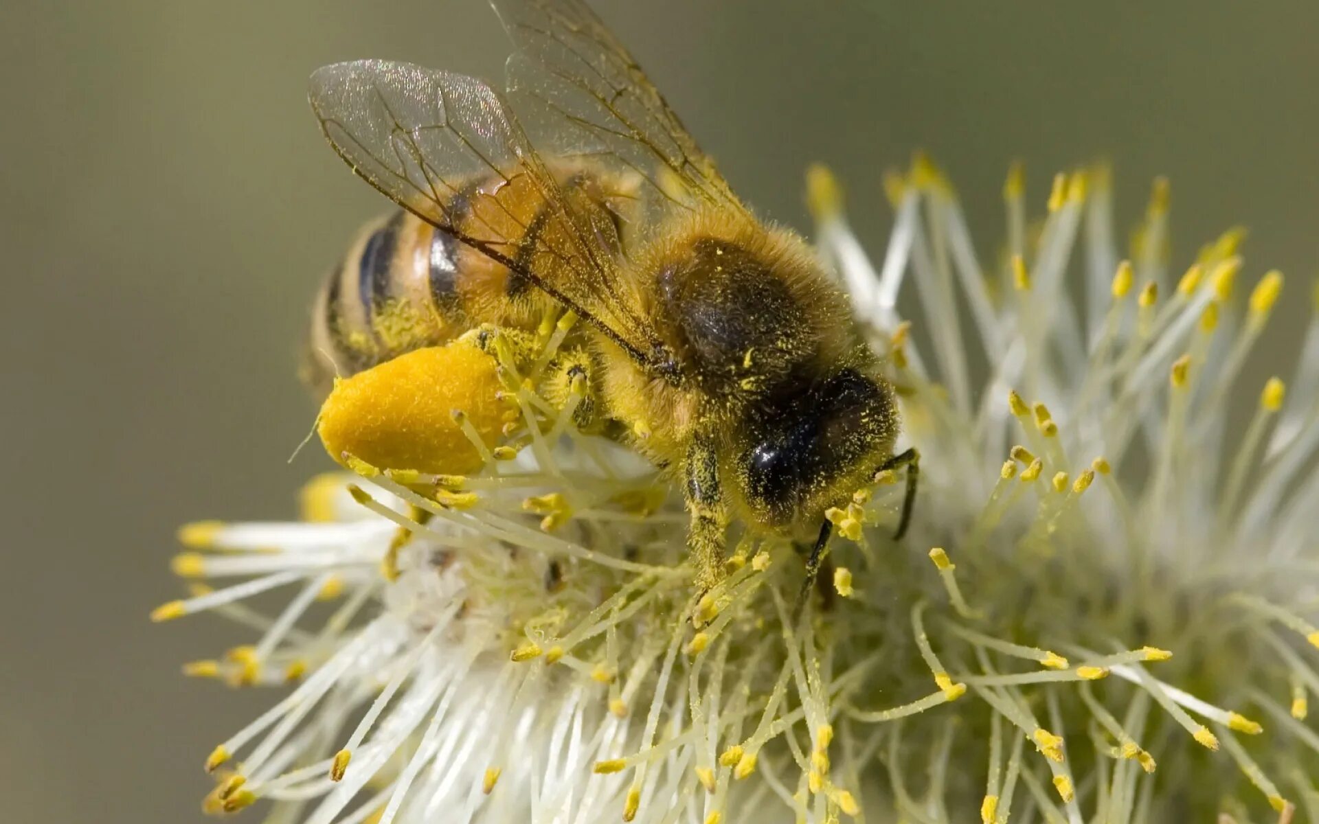 Пчелиная пыльца (Bee pollen). Пчела с пыльцой. Медоносная пчела. Цветочная пыльца на пчеле. Цветок много пыльцы