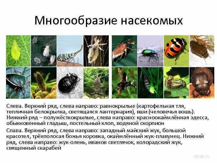 Многообразие насекомых. Сообщение многообразие насекомых. Сообщение на тему многообразие насекомых. Сообщение по многообразию насекомых..