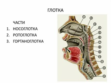 Боковые стенки носоглотки