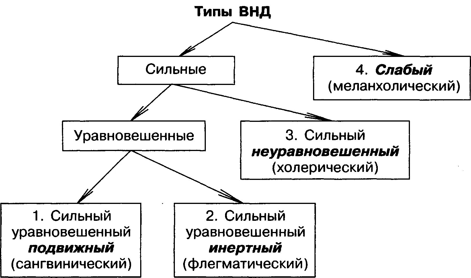 Фотографии ТИПЫ НЕРВНОЙ СИСТЕМЫ У ЖИВОТНЫХ ТАБЛИЦА