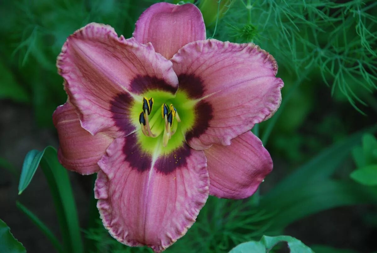 лилейник олвейс либерти. лилейник олвейс афтенун. лилейник олвейс афтенун. лилейник 'always liberty'. лилейник олвейз афтернун.