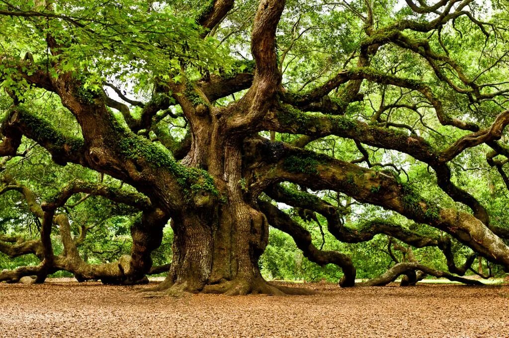 Дуб Джурупа. Oak Moka дерево. Дерево элгарио. Дерево Утун.