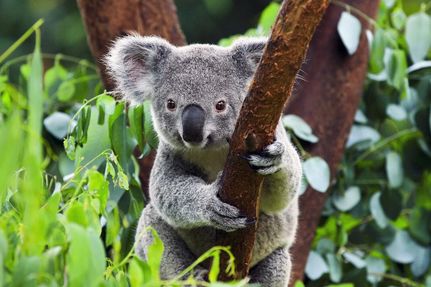 Год коалы. Коала на эвкалипте. Морис коала. Пейзаж с коалами. Животное похожее на коалу.
