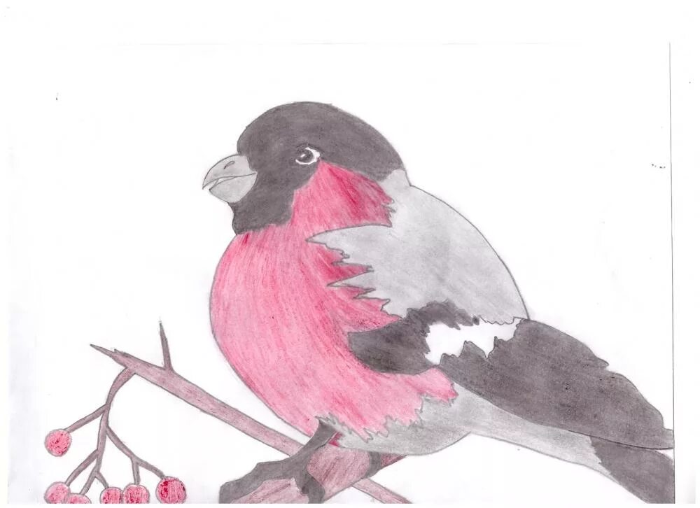 Снегирь рисунок карандашом. Снегирь легко. Снегирь легко. Снегирь легко. Снегирь для срисовки.