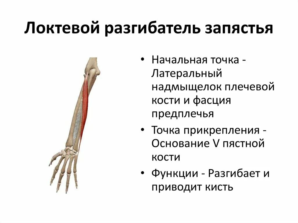 Сгибатели кисти. Локтевой разгибатель запястья функции. Мышца локтевой сгибатель кисти. Разгибатели и сгибатели запястья. Локтевой разгибатель запястья m. extensor Carpi ulnaris.