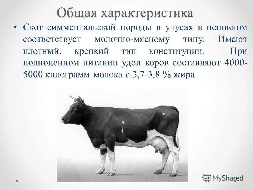 Дай скот