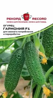 Сорт огурца гармония