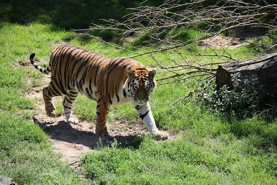 The most dangerous animal. Тигр на дереве. Амурский тигр на дереве. Опасные животные тигр. Опасный тигр.
