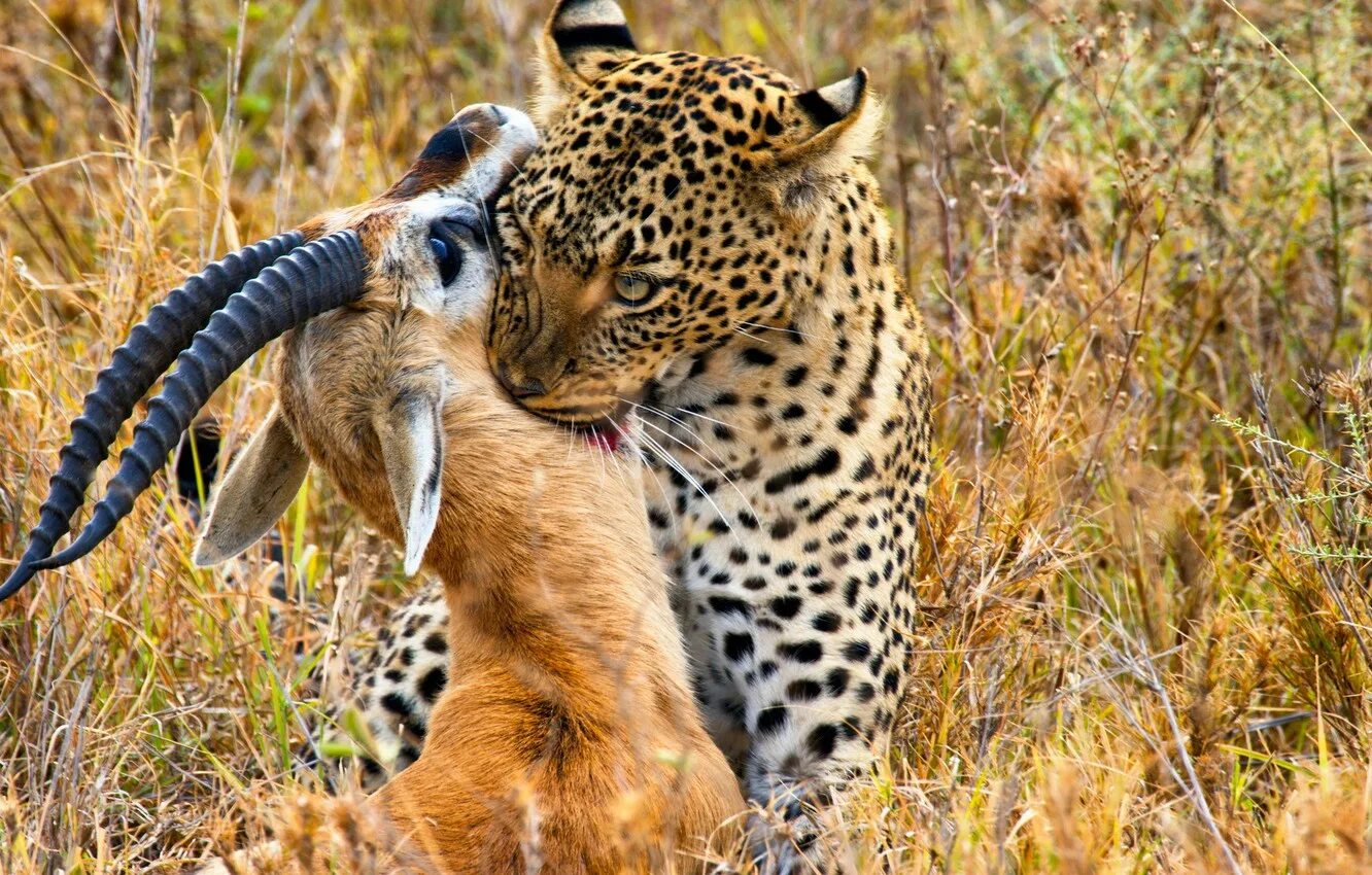 Хищное питание. Млекопитающие хищники. Травоядные и плотоядные животные. Отряд хищные гепард. Переднеазиатский леопард охотится.