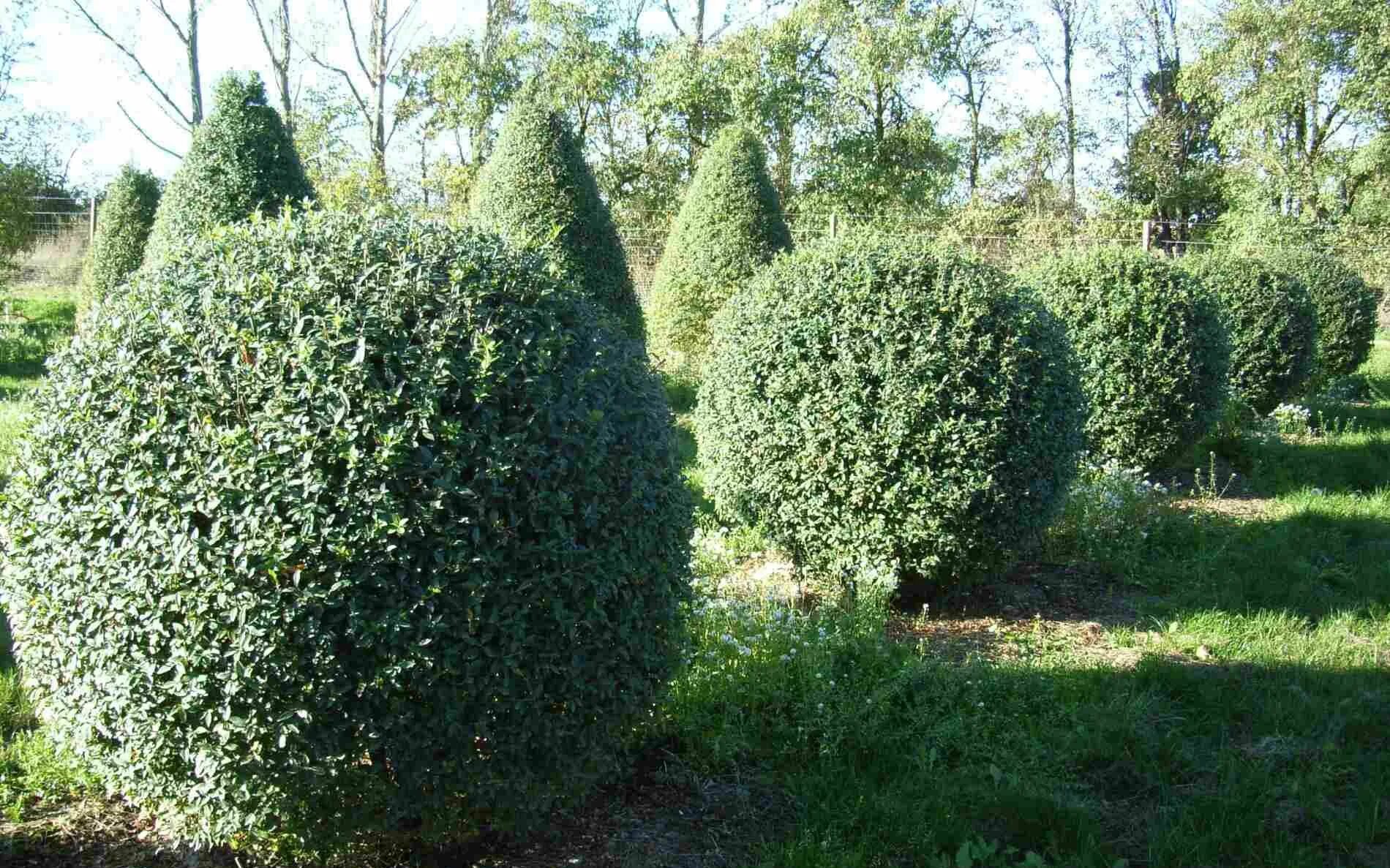 Кусты обычные. Кизильник живая изгородь. Бирючина обыкновенная (ligustrum vulgare). Бирючина живая. Бербчина живпя изгородь.