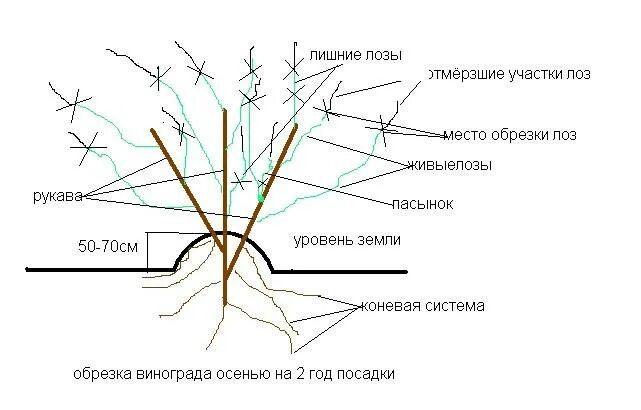Схема правильной обрезки винограда. Обрезка винограда схема. Обрезка куста винограда. Схема омолаживающей обрезки винограда.