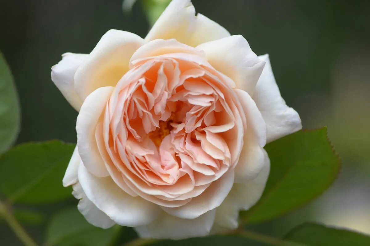 Роза плетистая шропшир лэд. Роза шропшир лед. Роза э шропшир лэд. Роза дэвид остин шропшир лэд. Роза дэвид остин шропшир лэд.