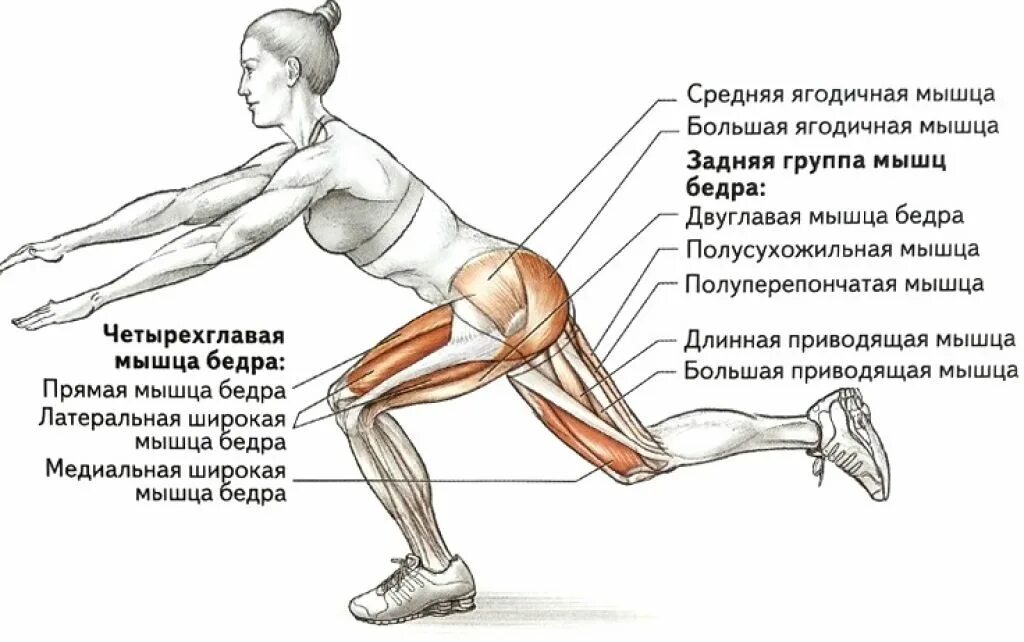 Как накачать внутренние мышцы. Упражнение для развития четырехглавой мышцы бедра?. Боковые выпады рабочие мышцы. Комплекс упражнений для развития мышц передней поверхности бедра. Медиальная мышца бедра упражнения.