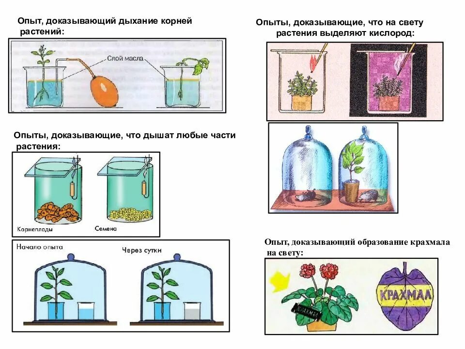 Наблюдения изменения опыты. Опыты с растениями. Опыт дыхание растений. Опыт растения дышат. Опыт показывающий дыхание растений.