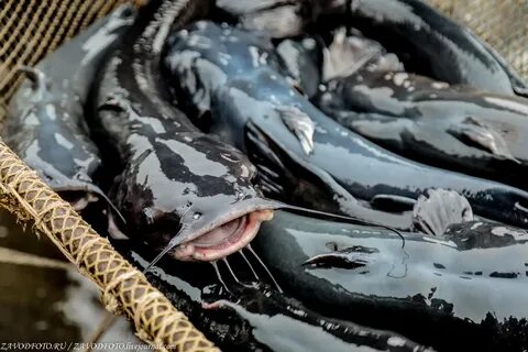 Рыбное хозяйство сайт