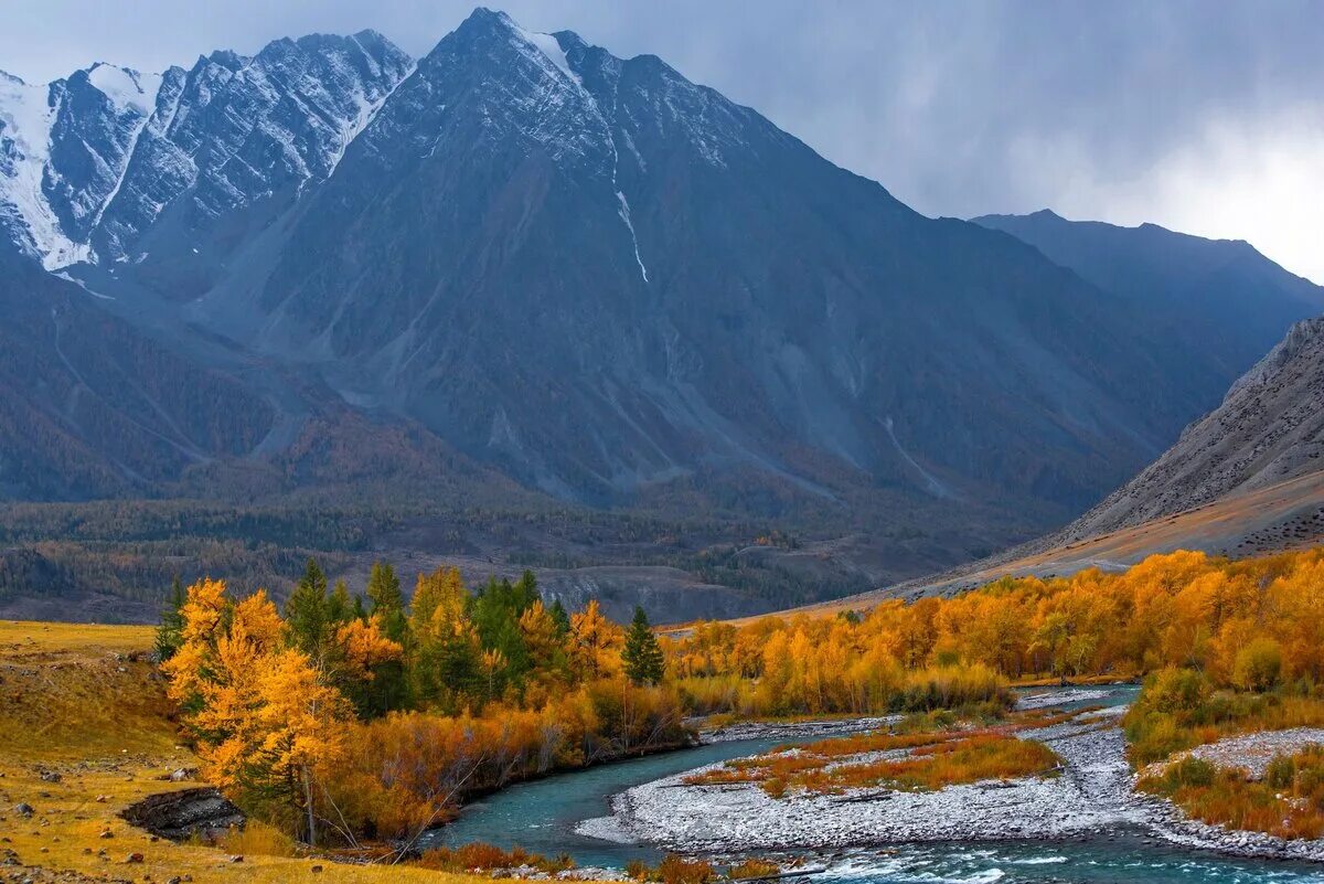 Горный Алтай золотые горы Алтая. Чуйский тракт Золотая осень. Золотая осень горный Алтай. Горный Алтай сентябрь 2022.