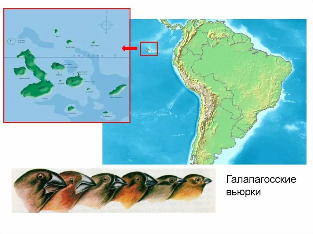 Разнообразие галапагосских вьюрков. Вьюрки Галапагосских островов. Галапагосские вьюрки Дарвина. Галапагосские вьюрки географическая изоляция. Галапагосские острова Дарвин.