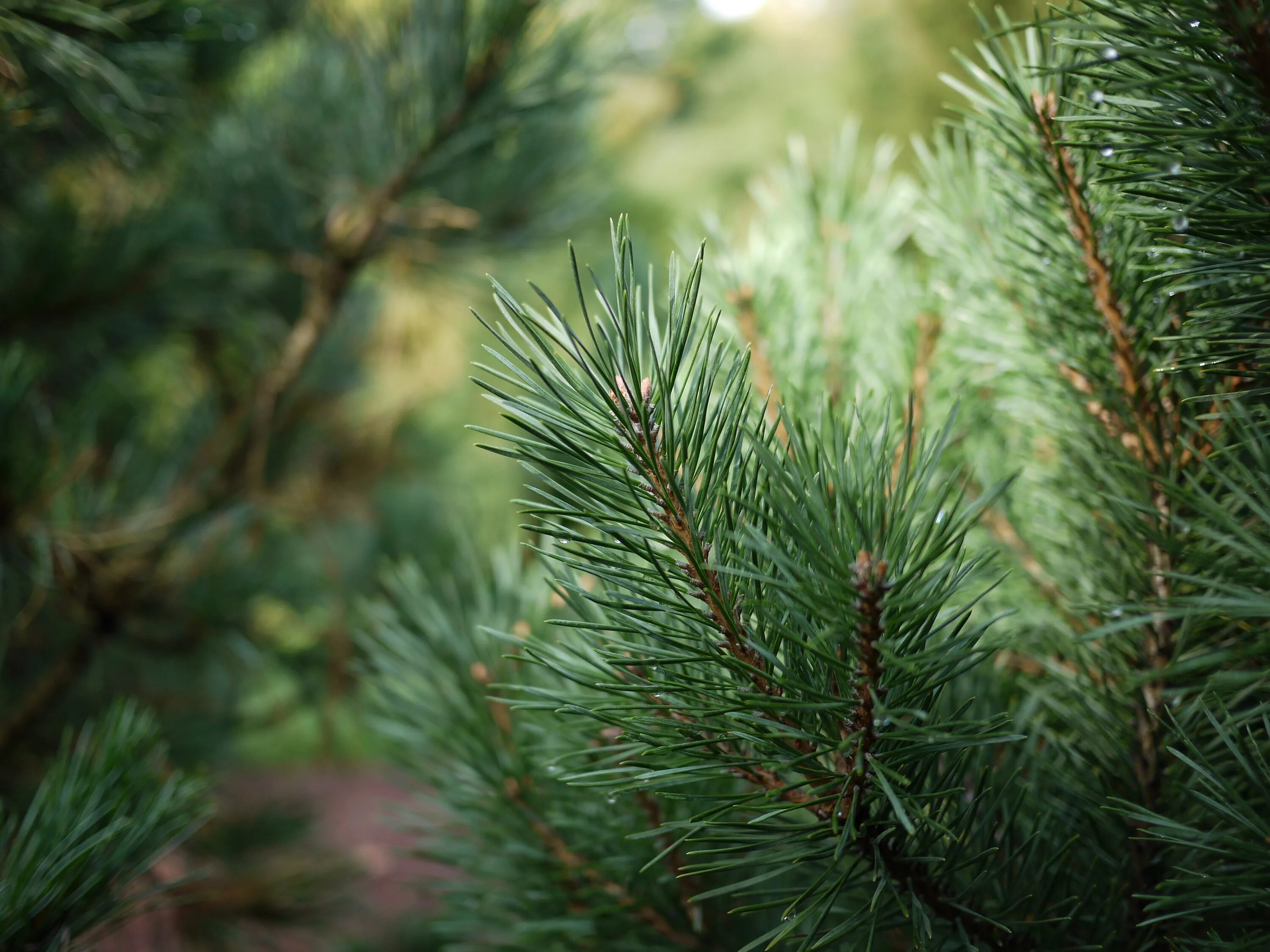 Обычная хвойная. Pinus Sylvestris. Сосна Сильвестрис. Сосна обыкновенная Норвежская. Сосна обыкновенная Pinus Sylvestris l.