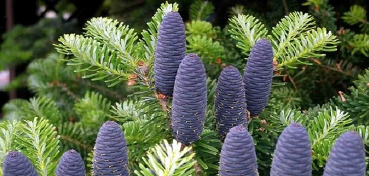 Как называется пихта. Пихта корейская молли. ель abies koreana. пихта koreana р9. пихта корейская блю стандарт.