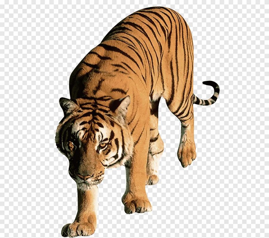 Прозрачном фоне формата png. Тигр на прозрачном фоне. Тигр на белом фоне. Дикие животные на белом фоне. Тигр без фона.