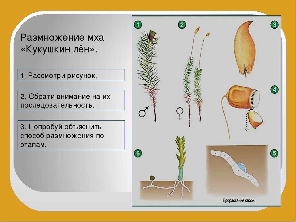 Цикл размножения кукушкина льна. Цикл размножения кукушкиного льна. Размножение мха Кукушкин лен. Мох сфагнум размножение. Кукушкин лен размножение схема.