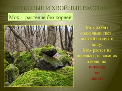 Моховидные корень