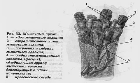 Каково строение мышечного пучка