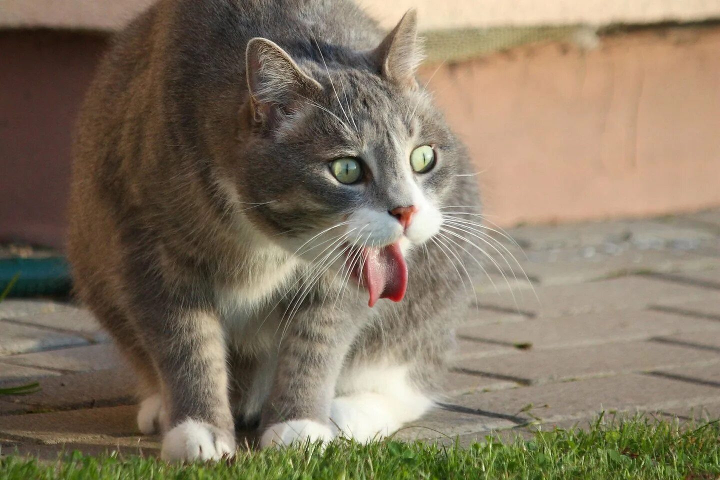 Кот рыгает. Кошка отрыгивает. Кошка срыгивает. Кота тошнит.