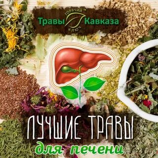 Какая травка для печени