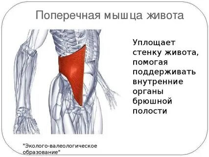 Внутренние поперечные мышцы живота