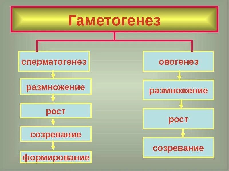 Назовите тип размножения