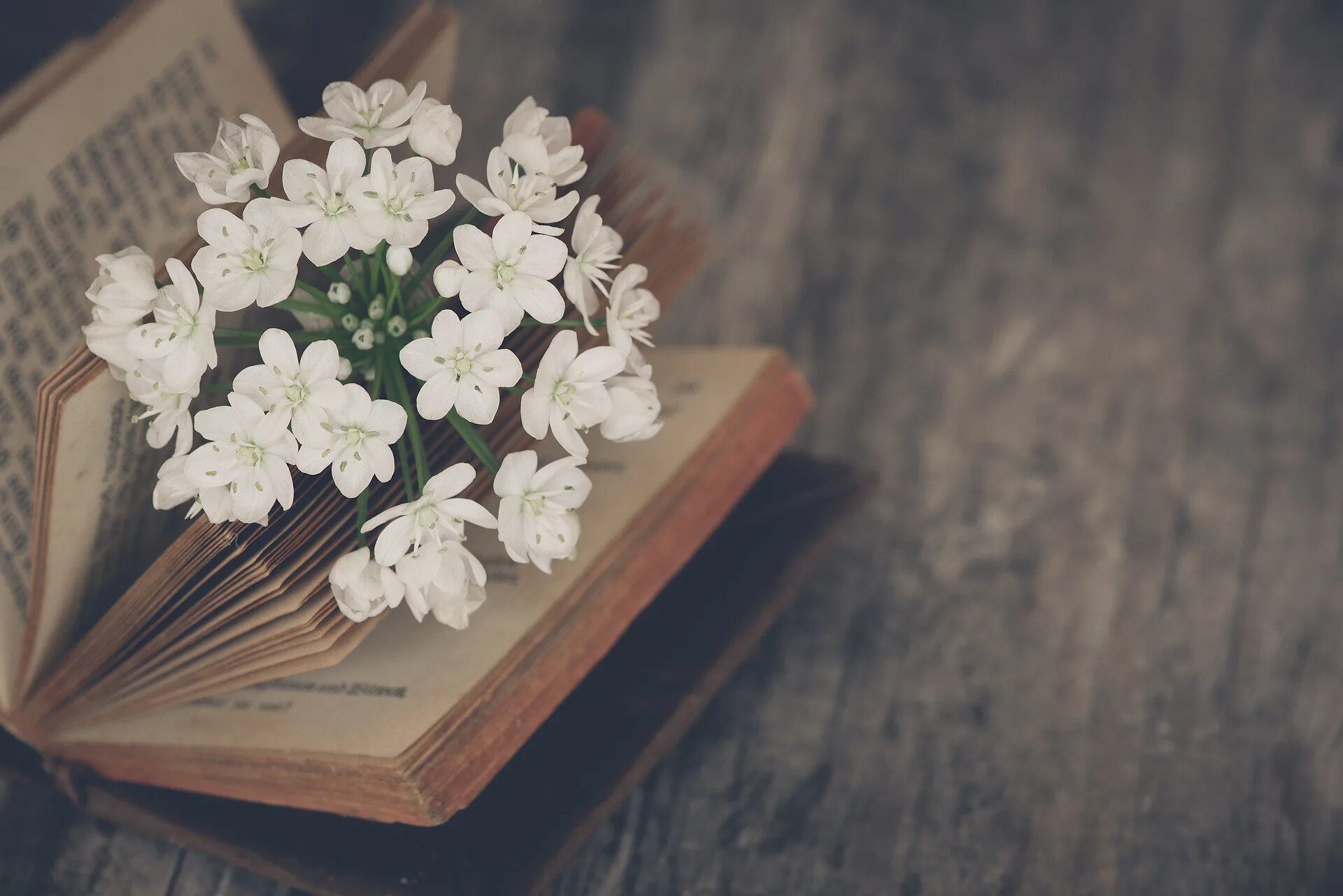 Весенний книжный букет. Книга цветы. Книга с цветочком. Книжка с цветочком. Цветы в книжке.