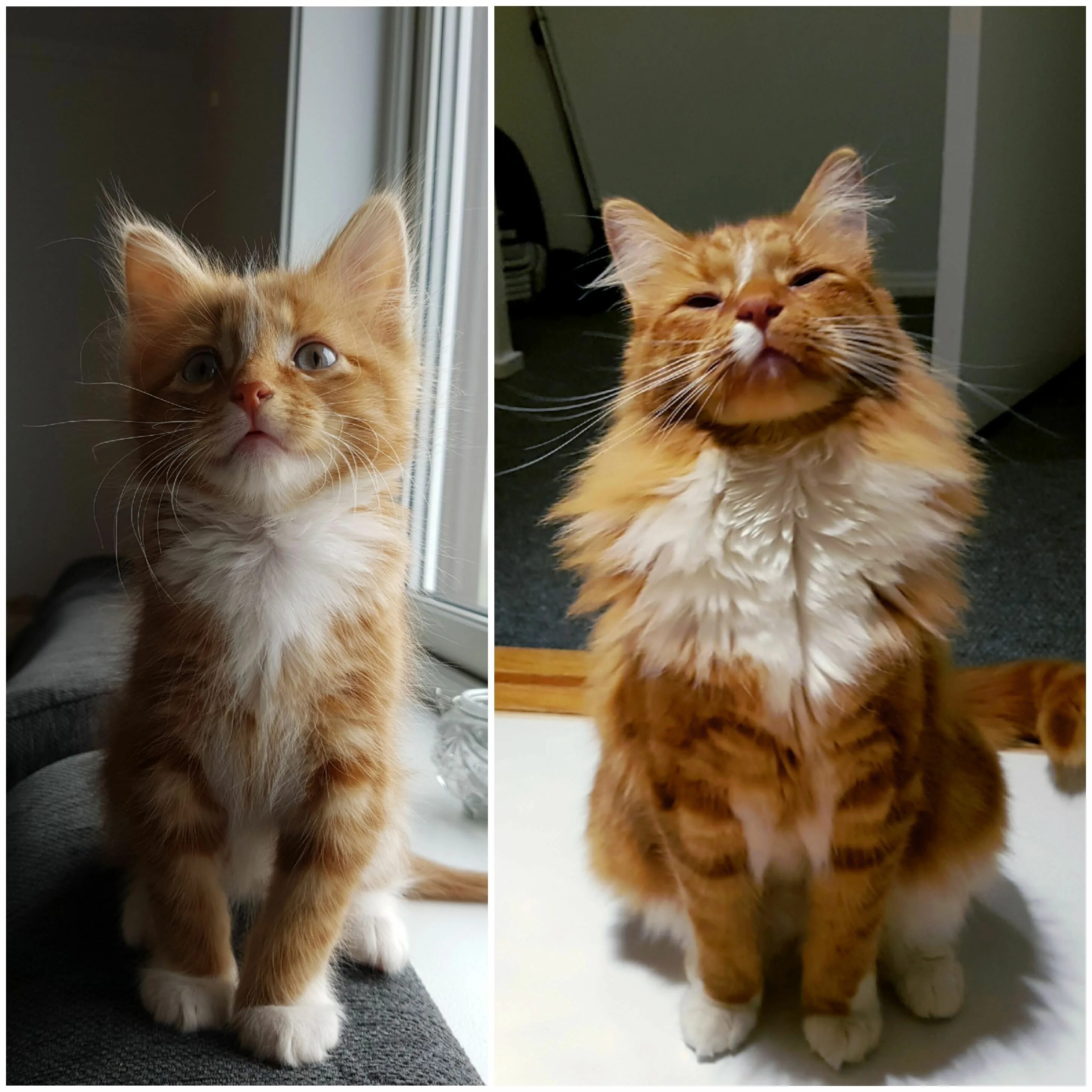 Вероятность рождения рыжей кошки. Котенок вырос. Коты до и после взросления. Рыжие котята до и после. Рыжий котенок вырос.
