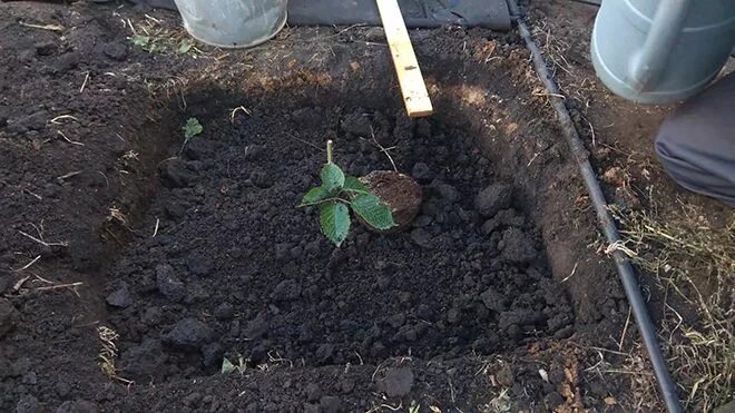 Правильно посадить ежевику весной в открытый грунт