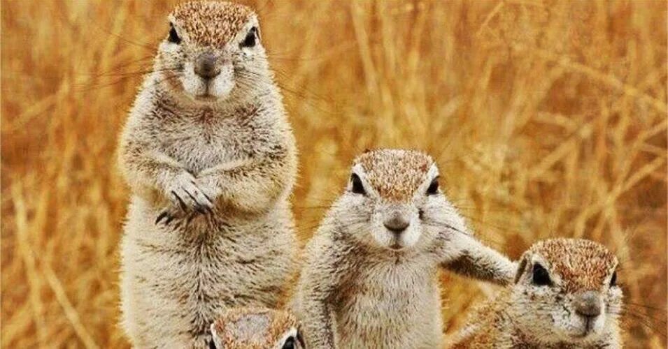 Суслик степной. Суслик в поле агроном. Суслик агроном. Суслик в поле агроном. Каждый суслик агроном.