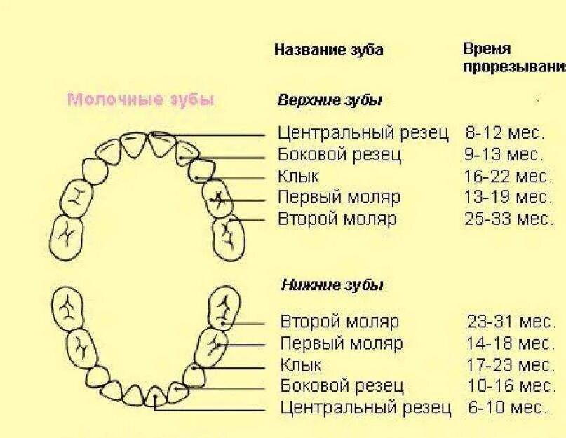 Через сколько прорезаются зубы. Схема молочных зубов у детей. Схема прорезывания зубов моляры. Когда растут молочные зубы у детей схема. Схема прорезывания коренных зубов у детей.