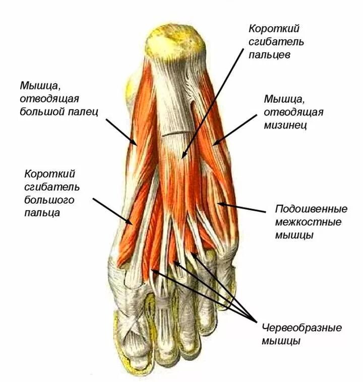 Мышцы щиколотки. Строение мышц стопы снизу. Мышцы стопы вид сбоку. Сгибатели пальцев стопы анатомия. Мышцы стопы анатомия подошвенная сторона.