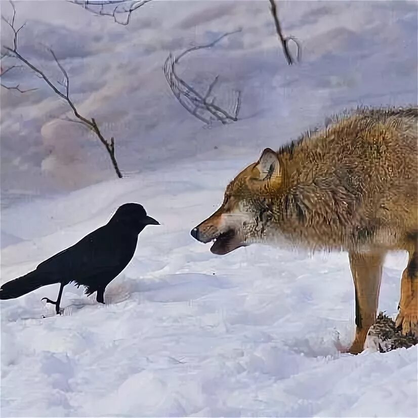 Wolves and ravens, my two favorite animals in one shot. One of the most curious 