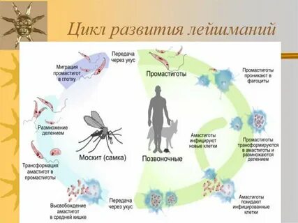 Развитие и распространение