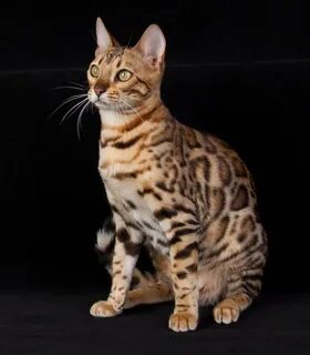 Бельгийская кошка 