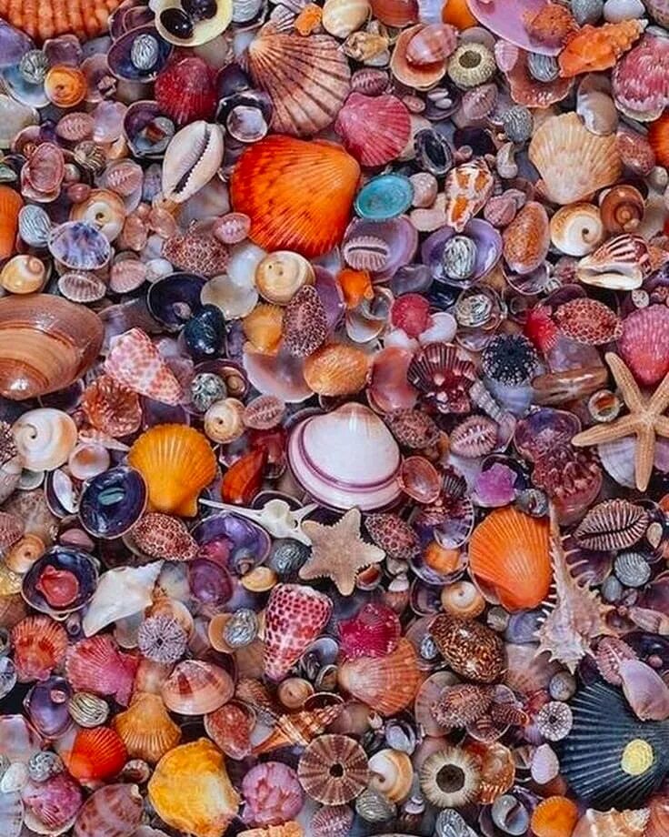 Море галька. Чамбок ракушка. Ракушки морские. Галька и ракушки. Море ракушки.