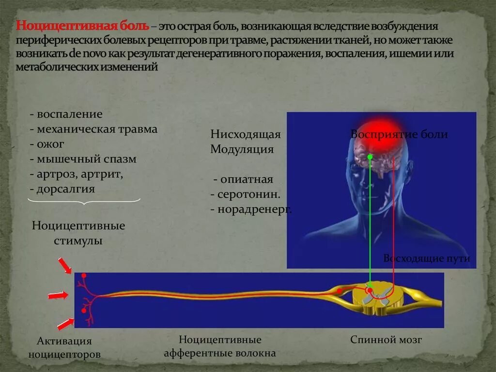 Ощущения возникают при рецепторов