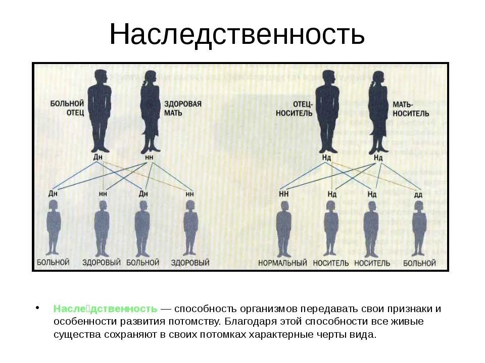 Организм с новыми наследственными признаками. Наследственность. Наследование генетика. Генетика наследственность. Генетика человека наследственность.