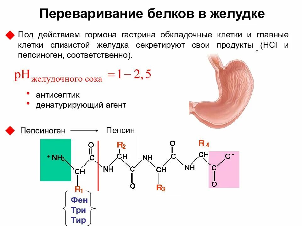 Где заканчивается переваривание белков. Схема переваривания белка в желудке. переваривание белков в жкт. схема переваривания белков в жкт. переваривпние белка в желудке.
