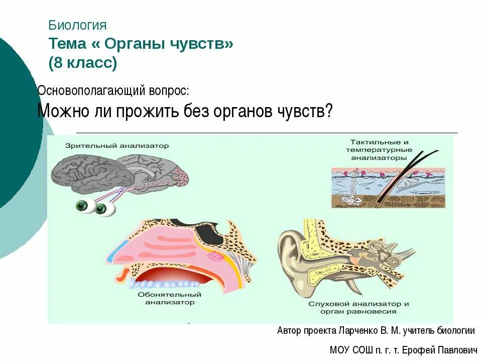 Презентация органы чувств 8 класс