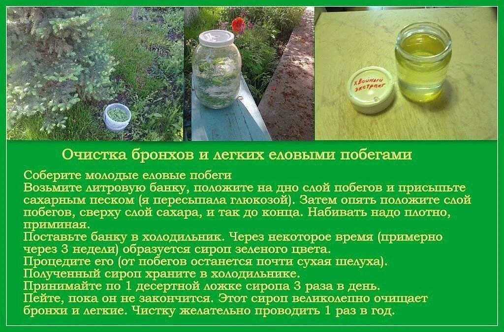 Как быстро очистить бронхи от мокроты. Очистка лёгких от мокроты. вывод мокроты из бронхов и легких. как очистить лехких от макротов. средство для очистки бронхов и легких от мокроты.